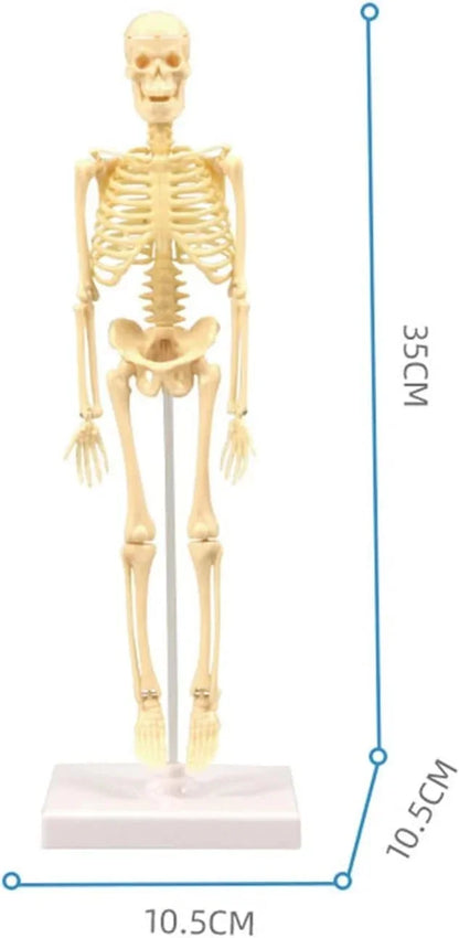 teng-xin-explore-science-bone-assembly-skeleton-toy_3 - NIMAH