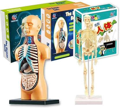 teng-xin-explore-science-bone-assembly-skeleton-toy_4 - NIMAH