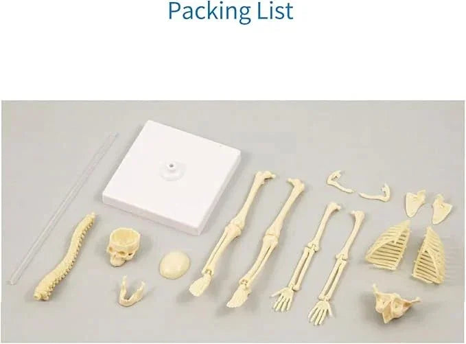 teng-xin-explore-science-bone-assembly-skeleton-toy_5 - NIMAH