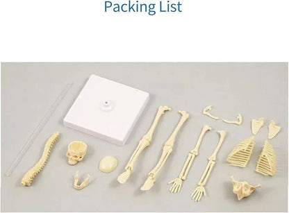teng-xin-explore-science-bone-assembly-skeleton-toy_5 - NIMAH
